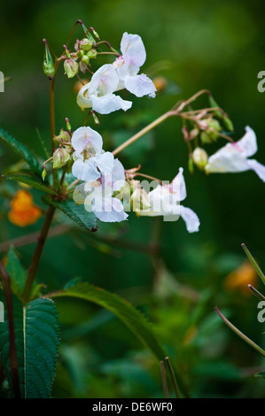 Himalayan Balsam Impatiens glandulifera