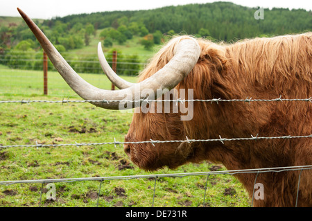Highland cattle are a Scottish breed of cattle with long horns and long wavy coats. Stock Photo