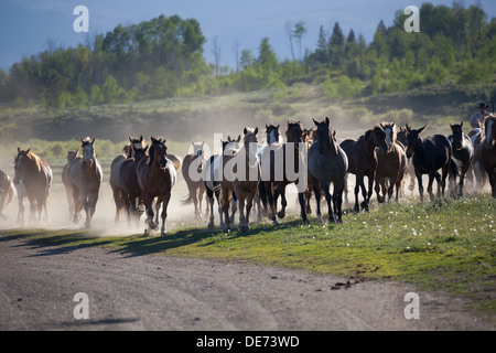 cowboy on horseback rounding up herd of horses on ranch Stock Photo