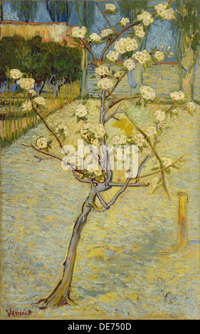 Small pear tree in blossom, 1888. Artist: Gogh, Vincent, van (1853-1890) Stock Photo