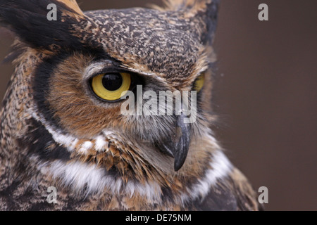 Great Horned Owl Focus Stock Photo