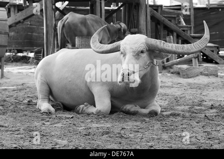 water-buffalo-black-and-white-