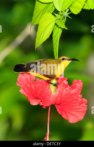 Female Olive Backed Sunbird, Cinnyris jugularis on a pink hibiscus flower. Stock Photo