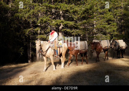 A professional guide a Pack mule train along a trail in Tuolumne Meadows, Yosemite National Park in the High Sierra mountains Stock Photo