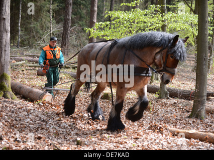 Eberswalde, Germany, Holzruecker in the woods at work with a Rueckepferd Stock Photo