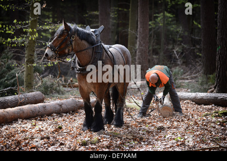 Eberswalde, Germany, Holzruecker in the woods at work with a Rueckepferd Stock Photo