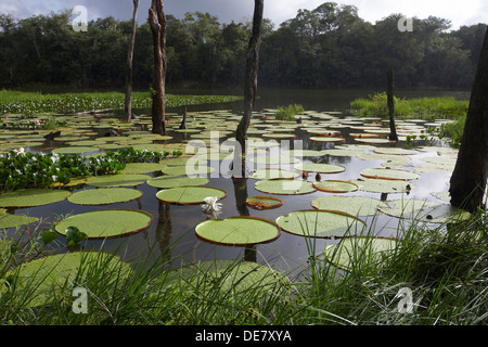 Victoria water lily pads, Victoria amazonica on a oxbow lake off the Rewa River, Rupununi, Guyana, South America Stock Photo