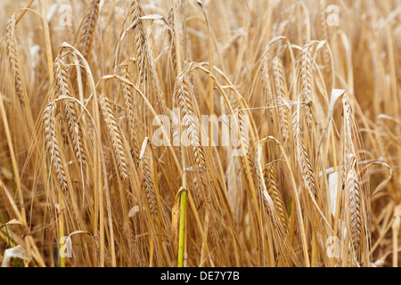 Close up of a corn field of ripe Barley cereal crop (Hordeum vulgare) in late summer harvest season on a farm in Kent, England, UK, Britain Stock Photo