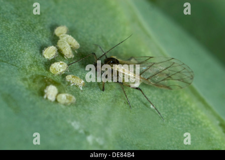 Mealy cabbage aphids, Brevicoryne brassicae, alate and immature nymphs on a cabbage leaf Stock Photo