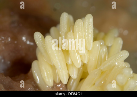 Fly eggs laid on rotting meat Stock Photo