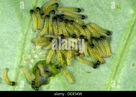 large or cabbage white butterfly, Pieris brassicae, neonate caterpillars feeding on a cabbage leaf Stock Photo