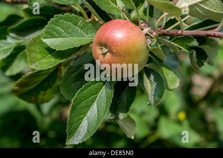 An apple on the tree. Stock Photo