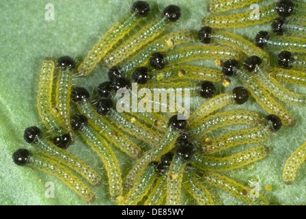 large or cabbage white butterfly, Pieris brassicae, neonate caterpillars feeding on a cabbage leaf Stock Photo