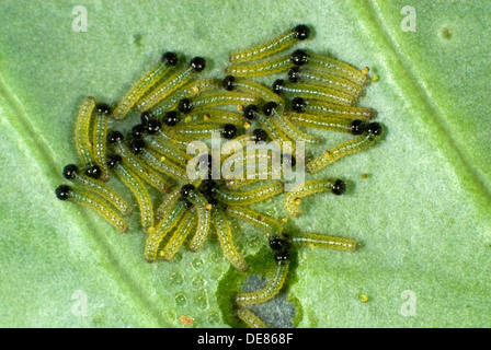 large or cabbage white butterfly, Pieris brassicae, neonate caterpillars feeding on a cabbage leaf Stock Photo