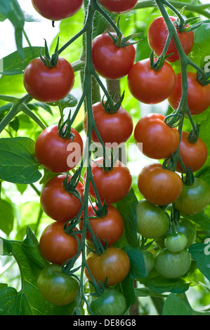 A ripening truss of greenhouse grown gardener's Delight Cherry tomatoes Stock Photo