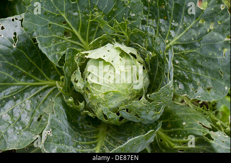 Cabbage white butterfly, Pieris brassicae & rapae, caterpillar damage to round cabbage plant leaves Stock Photo