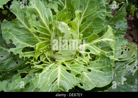 Cabbage white butterfly, Pieris brassicae & rapae, caterpillar damage to pointed cabbage plant leaves Stock Photo