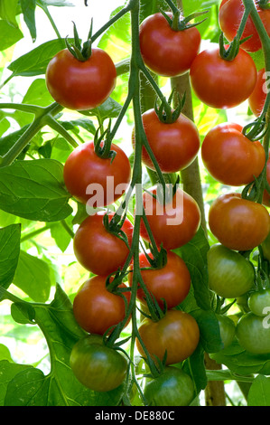 A ripening truss of greenhouse grown gardener's Delight Cherry tomatoes Stock Photo