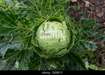 Cabbage white butterfly, Pieris brassicae, caterpillar damage to pointed cabbage plant leaves Stock Photo