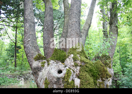 An old tree has many branches in forest Stock Photo