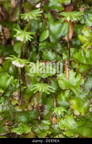 common liverwort, umbrella liverwort, Echtes Brunnenlebermoos, Brunnen-Lebermoos, Lebermoos, Marchantia polymorpha Stock Photo