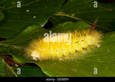 Pale tussock, red-tail moth, caterpillar, Buchen-Streckfuss, Buchen-Streckfuß, Rotschwanz, Raupe, Calliteara pudibunda Stock Photo