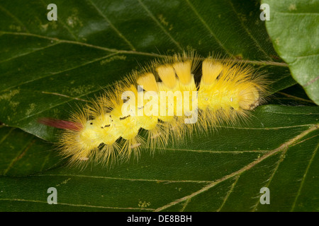 Pale tussock, red-tail moth, caterpillar, Buchen-Streckfuss, Buchen-Streckfuß, Rotschwanz, Raupe, Calliteara pudibunda Stock Photo