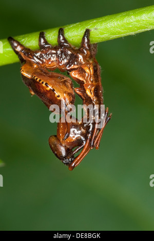 Lobster Moth, caterpillar, mimicry, camouflage, Buchen-Zahnspinner, Buchenzahnspinner, Raupe, Tarnung, Mimikry, Stauropus fagi Stock Photo