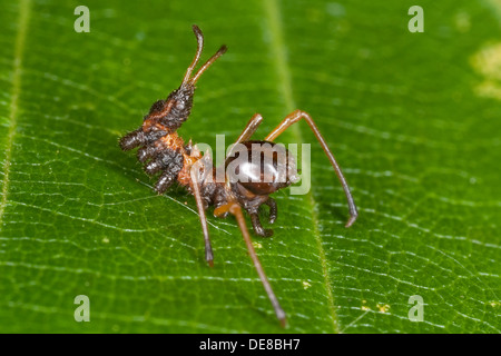 Lobster Moth, caterpillar, mimicry, camouflage, Buchen-Zahnspinner, Buchenzahnspinner, Raupe, Tarnung, Mimikry, Stauropus fagi Stock Photo