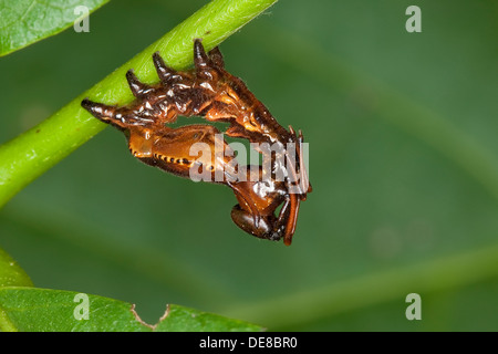 Lobster Moth, caterpillar, mimicry, camouflage, Buchen-Zahnspinner, Buchenzahnspinner, Raupe, Tarnung, Mimikry, Stauropus fagi Stock Photo