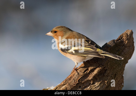 chaffinch, male, Buchfink, Buch-Fink, Männchen, Fringilla coelebs Stock Photo