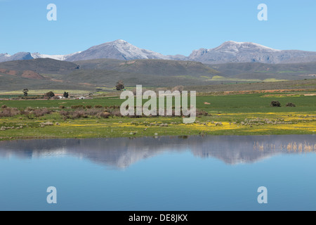 Spring flowers and seasonal lake with snow capped peaks of Matroosberg mountains in the background Stock Photo