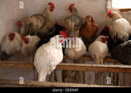 Resplendent village, Germany, Haushuehner sit on their perch in the barn Stock Photo