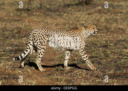 Cheetah roaming in the bushveld, Kruger Park, South Africa Stock Photo
