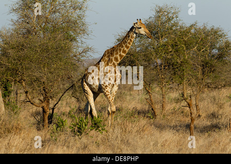 Giraffe Tallest Animal Golden Monogram