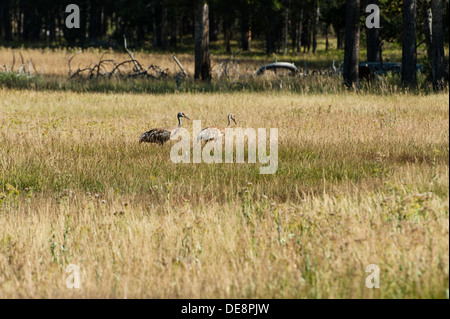 Photograph of two sandhill cranes walking together in a grassland area. Stock Photo