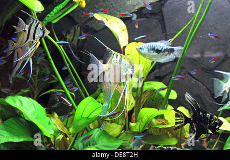 Berlin, Germany, angelfish, blue neon tetra and dwarf gourami in a fish tank Stock Photo
