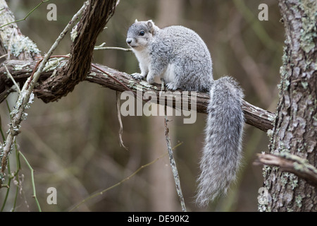 Delmarva fox squirrel, Sciurus niger cinereus, Chincoteague National Wildlife Refuge, Virginia, USA Stock Photo