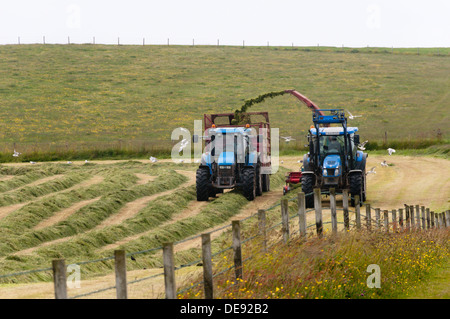 Forage harvesting for silage on Orkney. Stock Photo