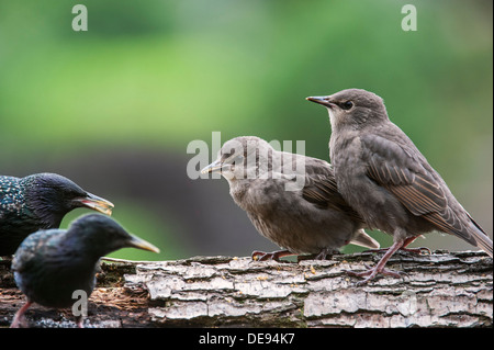 Two Common Starling / European starlings (Sturnus vulgaris) fledglings begging adult birds for food in spring Stock Photo