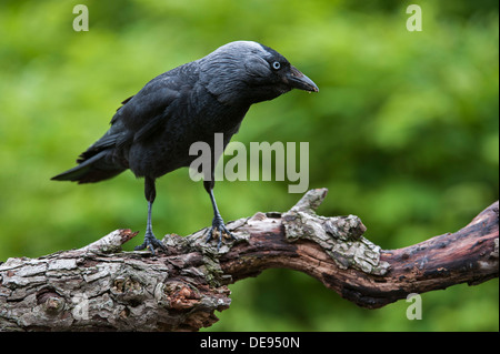 Western European Jackdaw (Corvus monedula / Coloeus monedula) in forward threat posture, holding its body horizontally on branch Stock Photo