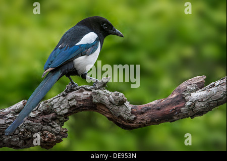 Eurasian Magpie / European Magpie / Common Magpie (Pica pica) perched on branch Stock Photo