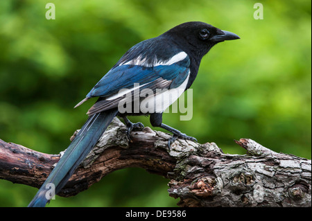 Eurasian Magpie / European Magpie / Common Magpie (Pica pica) perched on branch Stock Photo
