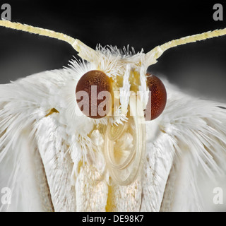 White Plume Moth, Pterophorus pentadactyla, portrait. Stock Photo