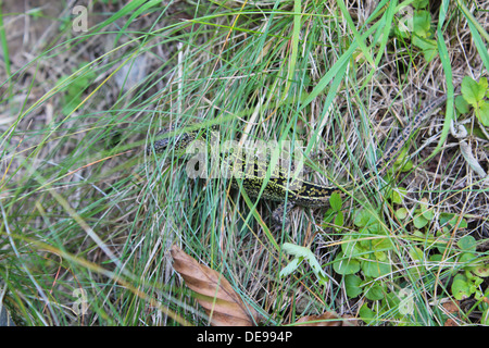 green small lizard creeping in the green grass Stock Photo