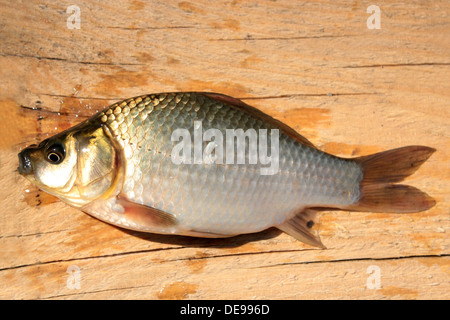 caught big white crucian laying on the wooden board Stock Photo