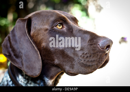 Profile head shot of a German Shorthaired Pointer dog Stock Photo