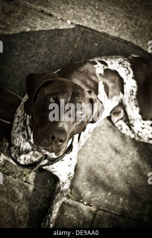 German Short-Haired Pointer Dog Stock Photo