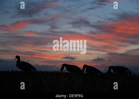 Goose decoys set on an English field under a colourful dawn sky Stock Photo
