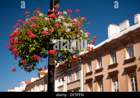 Pink and red Ivy leaved geranium Stock Photo